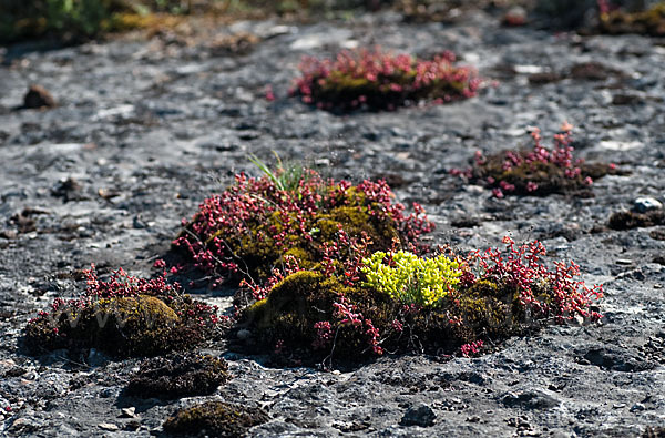 Mauerpfeffer (Sedum spec.)