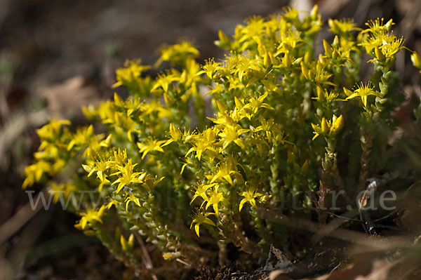 Mauerpfeffer (Sedum spec.)