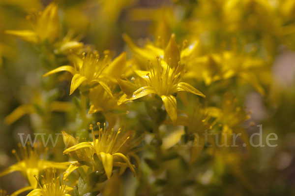 Mauerpfeffer (Sedum spec.)