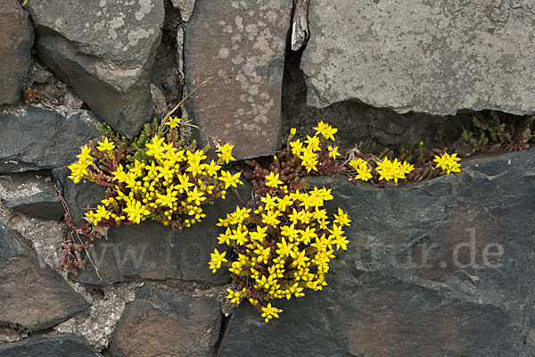 Mauerpfeffer (Sedum spec.)