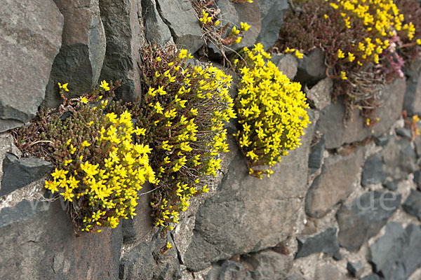 Mauerpfeffer (Sedum spec.)