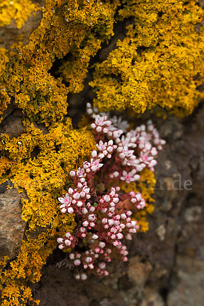 Mauerpfeffer (Sedum spec.)