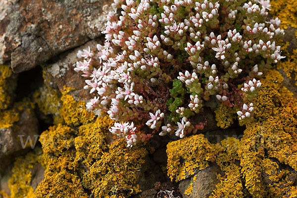 Mauerpfeffer (Sedum spec.)