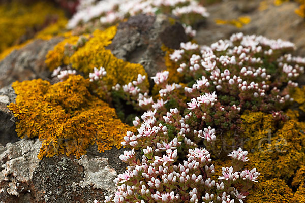 Mauerpfeffer (Sedum spec.)