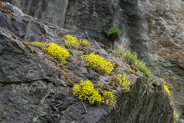 Mauerpfeffer (Sedum spec.)