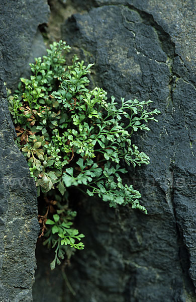 Mauerraute (Asplenium ruta-muraria)