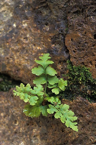 Mauerraute (Asplenium ruta-muraria)