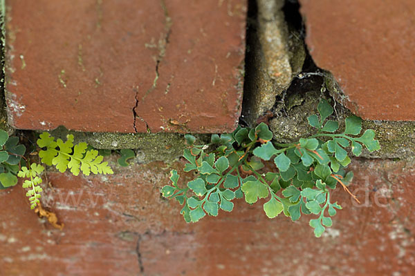 Mauerraute (Asplenium ruta-muraria)