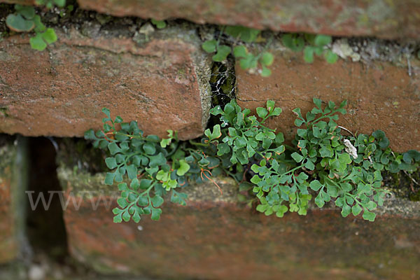 Mauerraute (Asplenium ruta-muraria)