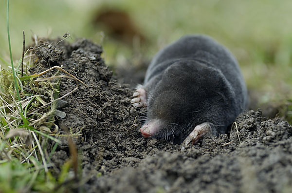 Maulwurf (Talpa europaea)