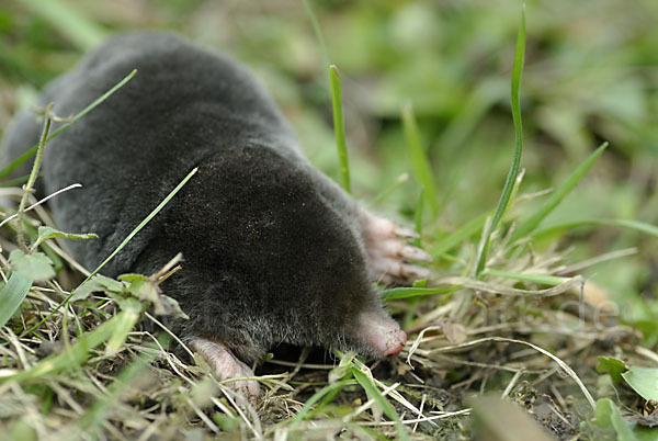 Maulwurf (Talpa europaea)