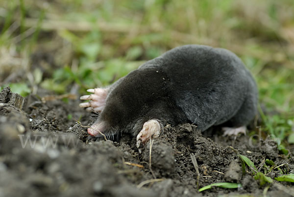 Maulwurf (Talpa europaea)