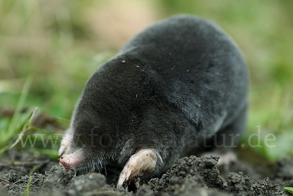 Maulwurf (Talpa europaea)