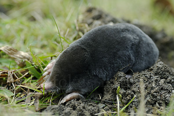 Maulwurf (Talpa europaea)