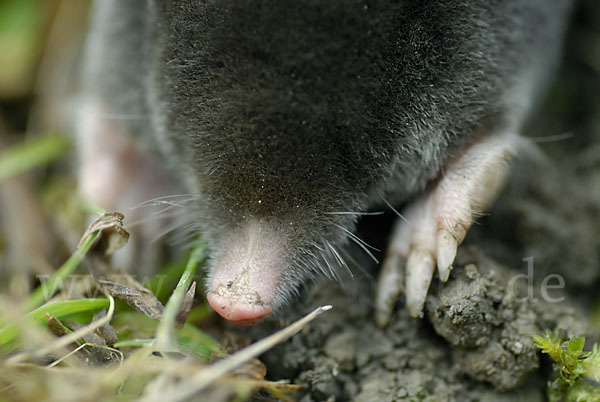 Maulwurf (Talpa europaea)