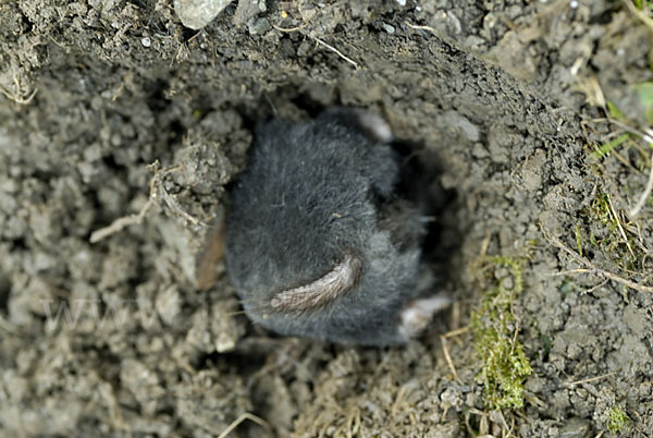 Maulwurf (Talpa europaea)