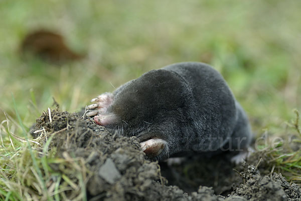 Maulwurf (Talpa europaea)