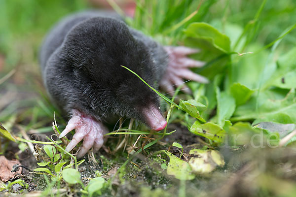 Maulwurf (Talpa europaea)