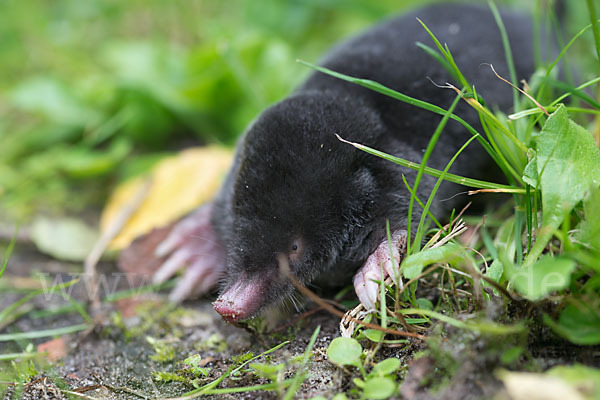 Maulwurf (Talpa europaea)