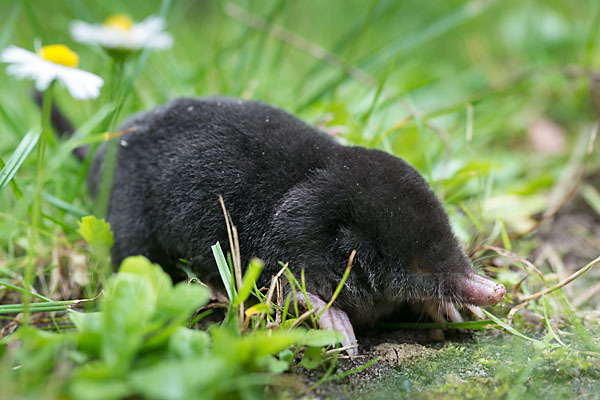 Maulwurf (Talpa europaea)