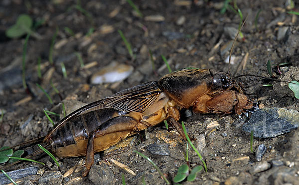 Maulwurfsgrille (Gryllotalpa gryllotalpa)