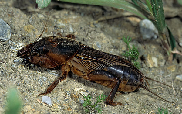 Maulwurfsgrille (Gryllotalpa gryllotalpa)