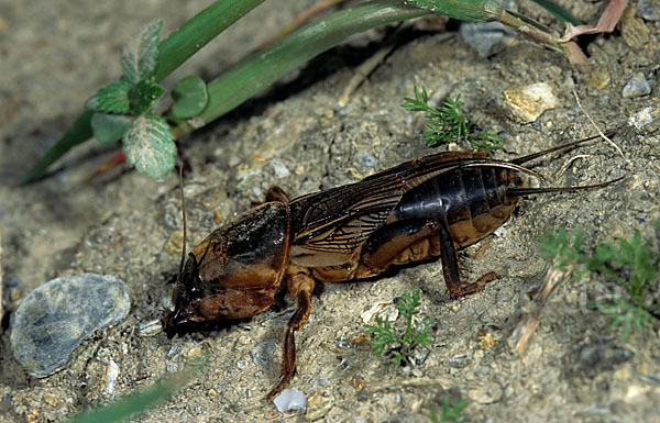 Maulwurfsgrille (Gryllotalpa gryllotalpa)