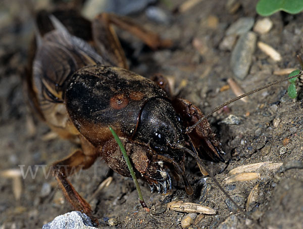 Maulwurfsgrille (Gryllotalpa gryllotalpa)