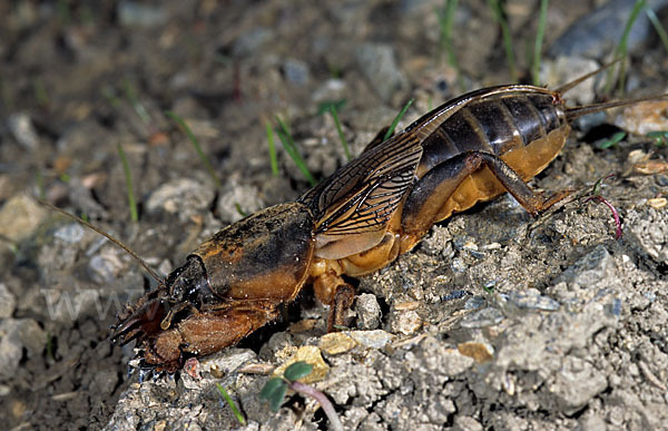 Maulwurfsgrille (Gryllotalpa gryllotalpa)