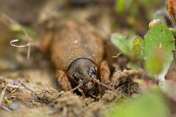 Maulwurfsgrille (Gryllotalpa gryllotalpa)