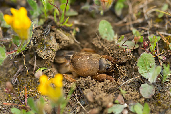 Maulwurfsgrille (Gryllotalpa gryllotalpa)