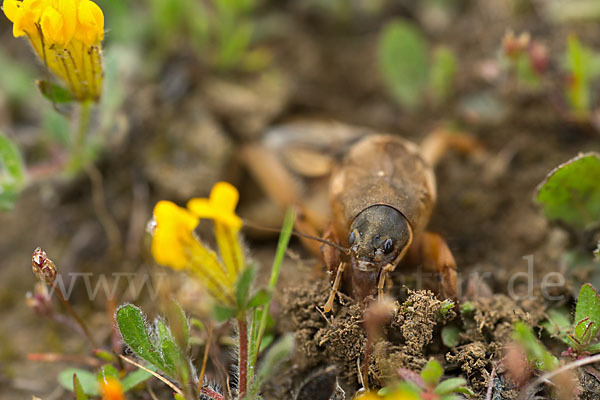 Maulwurfsgrille (Gryllotalpa gryllotalpa)