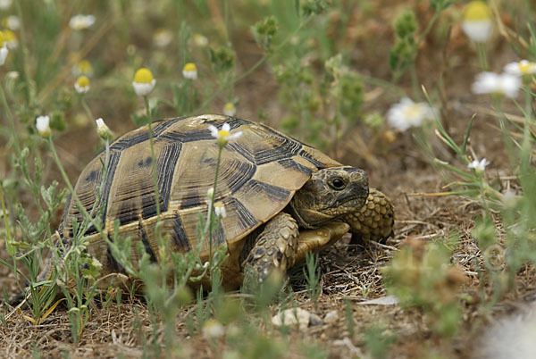 Maurische Landschildkröte (Testudo graeca)