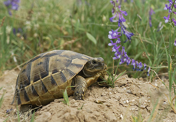 Maurische Landschildkröte (Testudo graeca)