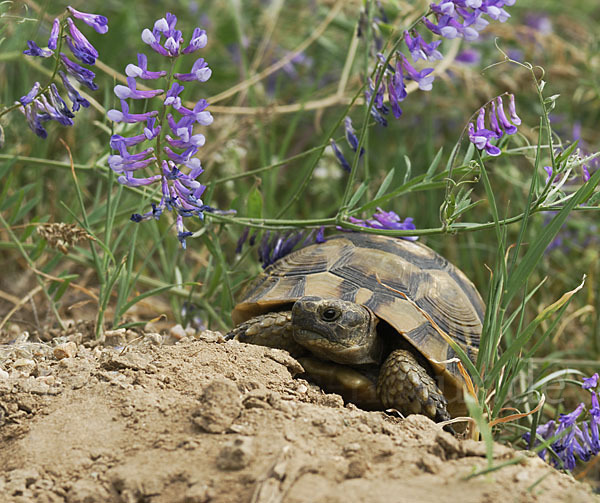 Maurische Landschildkröte (Testudo graeca)