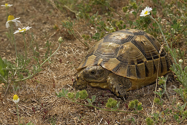 Maurische Landschildkröte (Testudo graeca)