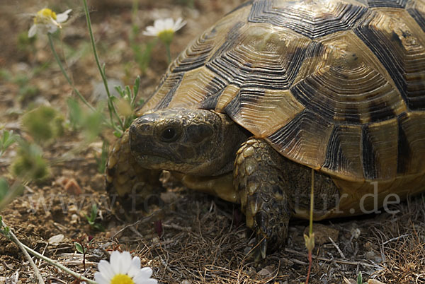 Maurische Landschildkröte (Testudo graeca)