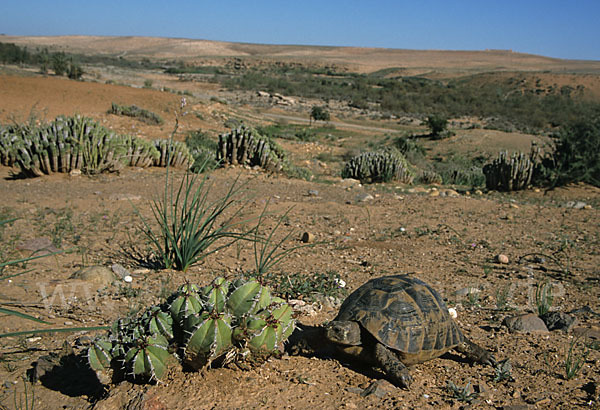 Maurische Landschildkröte (Testudo graeca)