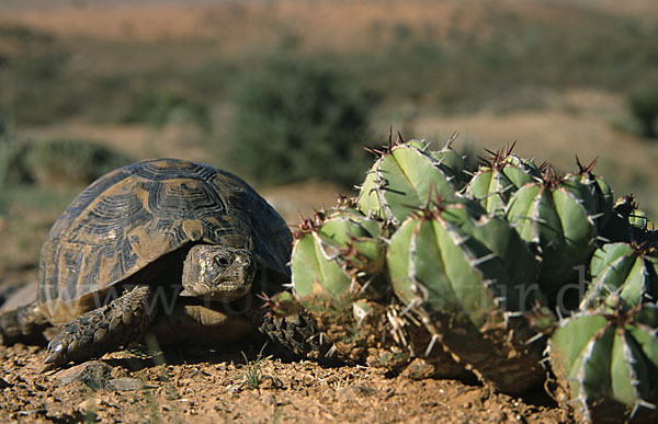 Maurische Landschildkröte (Testudo graeca)