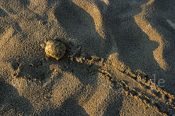 Maurische Landschildkröte (Testudo graeca)