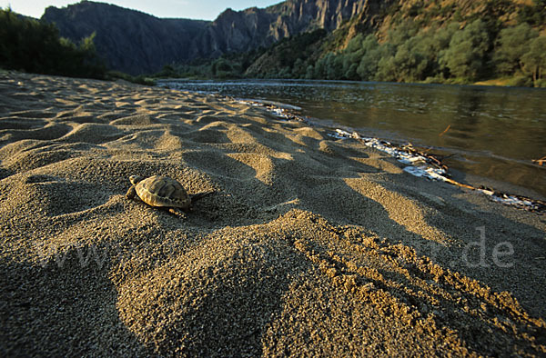 Maurische Landschildkröte (Testudo graeca)