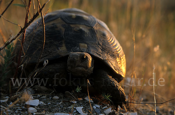 Maurische Landschildkröte (Testudo graeca)