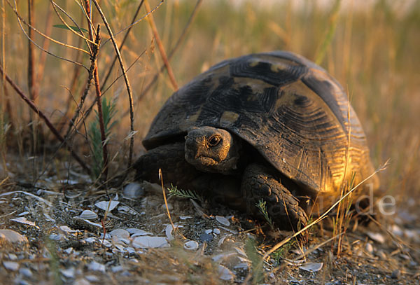 Maurische Landschildkröte (Testudo graeca)