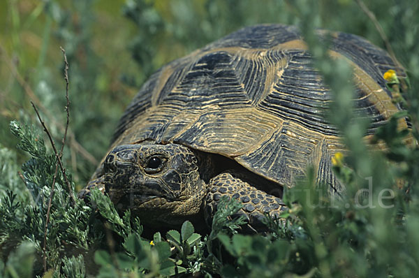 Maurische Landschildkröte (Testudo graeca)