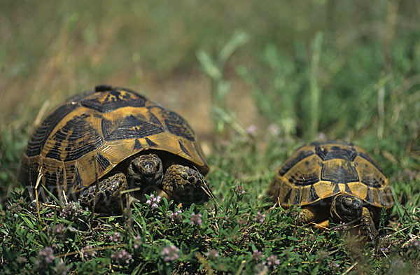 Maurische Landschildkröte (Testudo graeca)