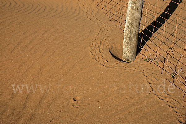 Maurische Landschildkröte (Testudo graeca)