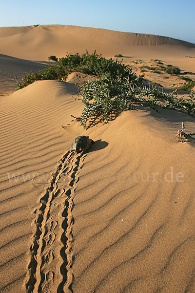 Maurische Landschildkröte (Testudo graeca)