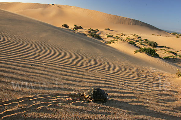 Maurische Landschildkröte (Testudo graeca)