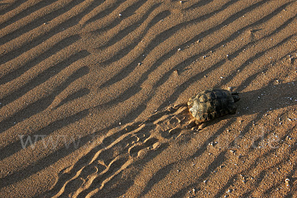 Maurische Landschildkröte (Testudo graeca)