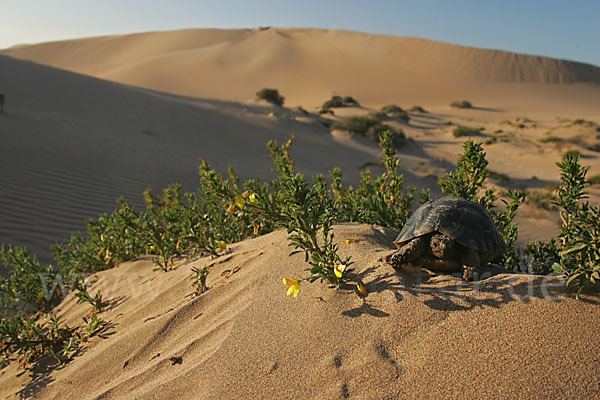 Maurische Landschildkröte (Testudo graeca)